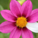 How concepts get their meaning 1 Daisy, Flower, Plant, Petal, Anther, Dahlia, Anemone, Pollen